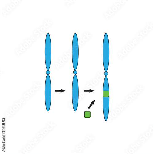 Chromosomal insertion A Visual Guide to structural abnormality photo