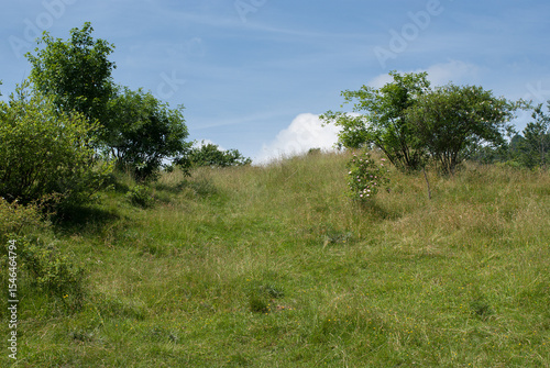 vegetazione di alta montagna in estate