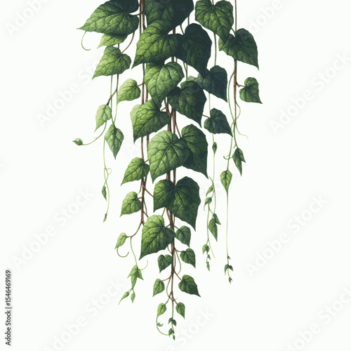 Verdant Veil Vine isolated watercolor vector illustration svg