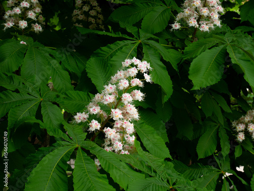 horse chestnut flower on the hippocastanum tree in bloom in spring