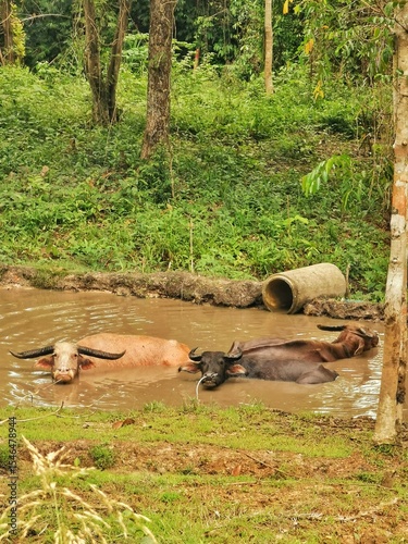 Buffalo Spa in the Jungle