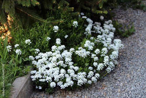 Candytuft Iberis sempervirens, also called evergreen candytuft and perennial candytuft, forms a dense mat of white flowers and green leaves, blooming at the edge of gravel under spruce branches