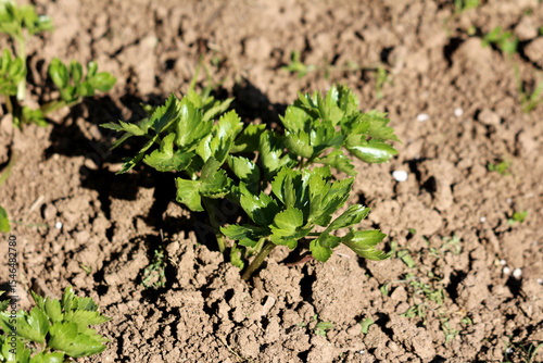 Celery Apium graveolens, also called garden celery and wild celery, shows a young plant with bright green serrated leaves, growing in loose brown soil in a sunny vegetable plot