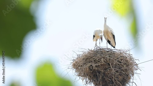 Two white storks are actively caring for their young in a large, intricate nest. High above, this wildlife scene embodies new life and natural cycles.