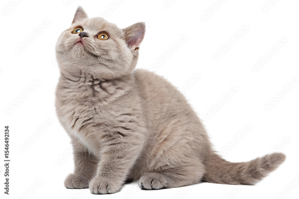 Obraz premium british shorthair lilac cat looking up isolated on white background png, ai generated