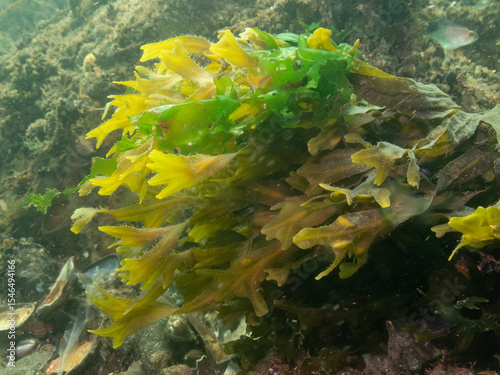 Rockweed