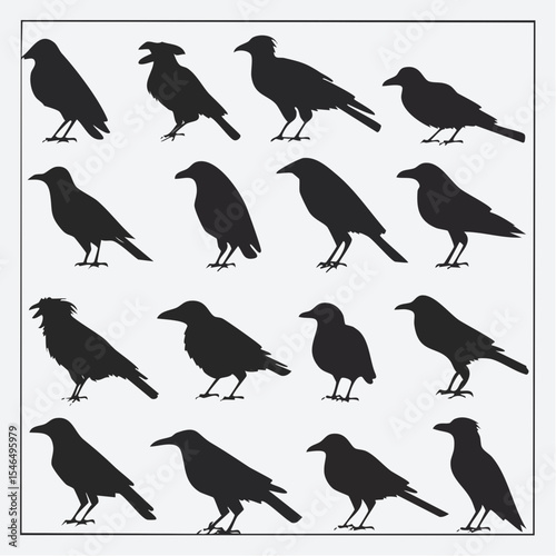 Collection of Crow Silhouettes Black and White Bird Illustrations