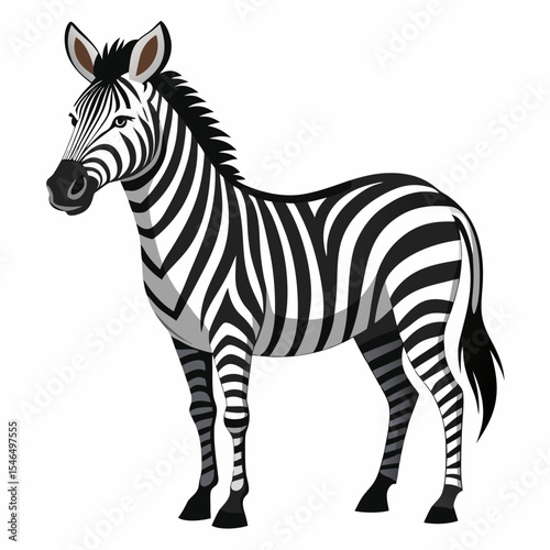 zebra vector illustration
