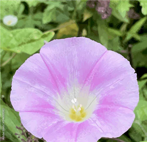 핑크 나팔꽃 벡터 pink flower in the garden