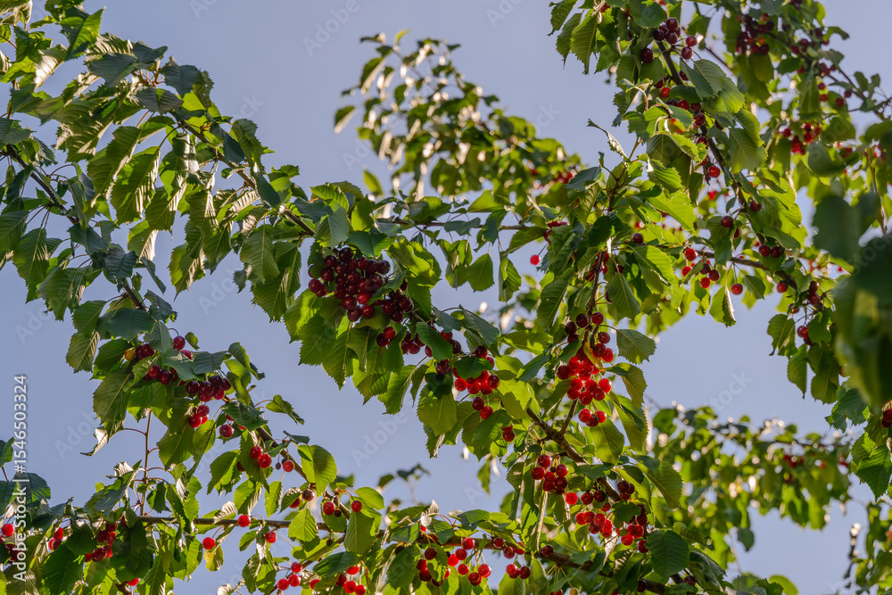 Fototapeta premium Bright red cherries hanging from lush green branches under clear blue sky during summer harvest season