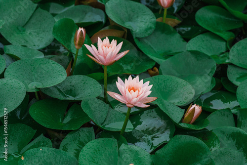 Green lotus leaves and pink water lilies in the rain