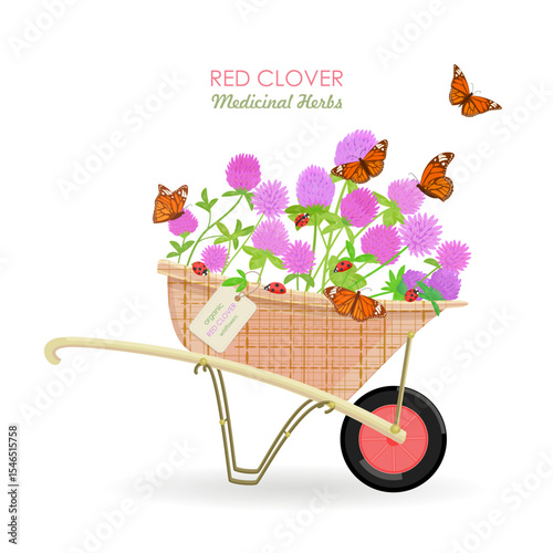 isolated wheelbarrow full of blooming Trifolium pratense flowers. card with red clover wildflowers in a cart with hang tag. medicinal herbal clover blooms in barrow with craft paper tag label