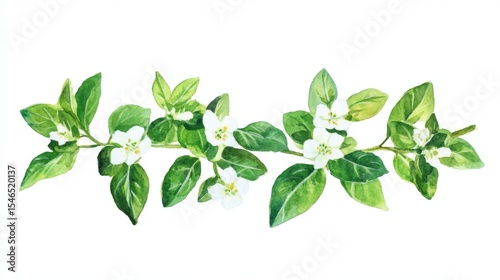 Watercolor illustration of oregano branch with flowers, ideal for inclusion in recipes, packaging designs, and botanical artwork, presented on a clean white background