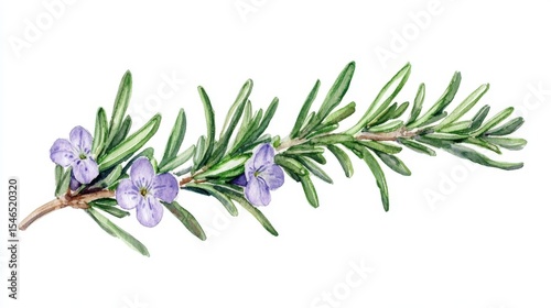 Watercolor Rosemary Branch with Flowers - Botanical Illustration for Culinary Herbs, Garden Design, and Aromatherapy (Isolated on White