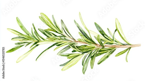 Rosemary sprig in watercolor, a culinary herb and aromatic ingredient, depicted on a plain white background