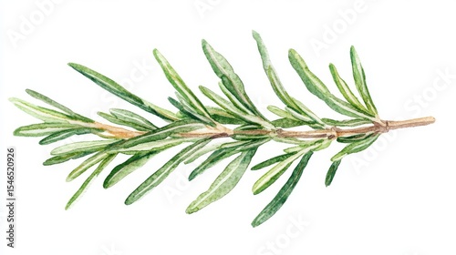 Botanical illustration of rosemary sprig in watercolor style, suitable for culinary and medicinal designs on a white background