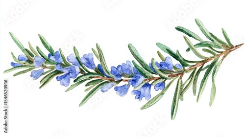 Watercolor-style illustration of a rosemary sprig, isolated on white, for use in culinary and medicinal artwork and designs