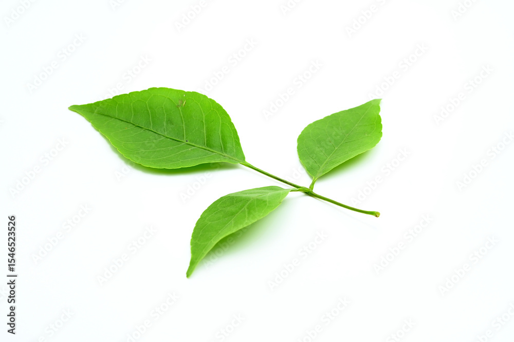 Fototapeta premium SINGLE FRESH BEL PATA OR BEL LEAF ON ISOLATED WHITE BACKGROUND WITH SELECTIVE FOCUS.