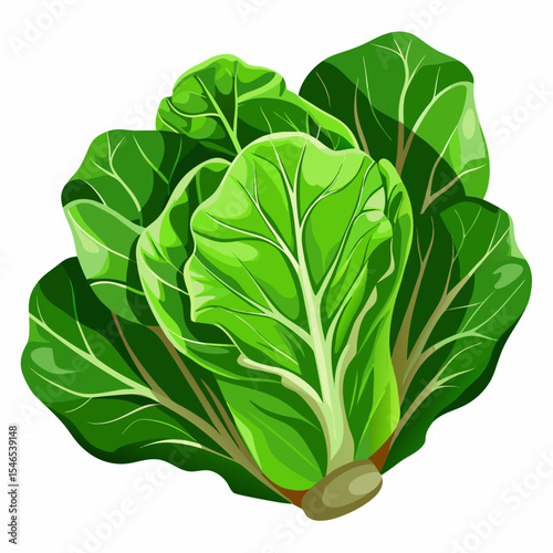 Fresh green chard leaves vegetable illustration