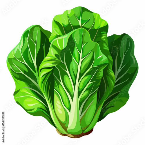 Fresh green chard vegetable illustration