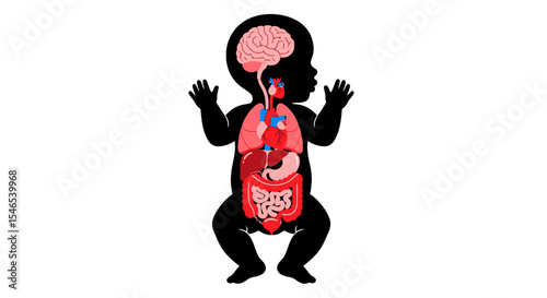 Baby's Internal Organs Diagram with Brain, Heart, Lungs, and Digestive System