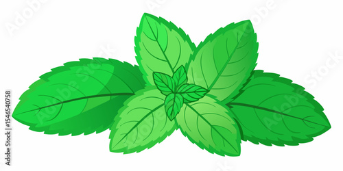 Fresh green mint leaves illustration