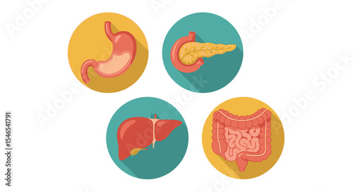 Colorful Flattened Illustrations of Human Digestive System Organs