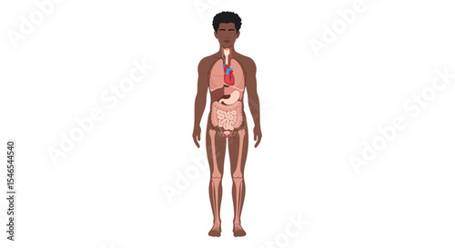 Human Body Anatomy Diagram Showing Internal Organs and Skeletal Structure