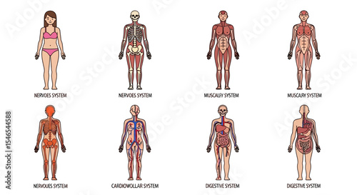 Human Body Systems Diagram Set, Showing Nervous, Skeletal, Muscular, Cardiovascular, and Digestive Systems.
