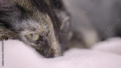 Sleepy cat looking up with bright green eyes 4k
