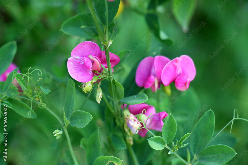 Lathyrus tuberosus grows in the field among the grasses in summer Lathyrus tuberosus grows in the field among the grasses in summer