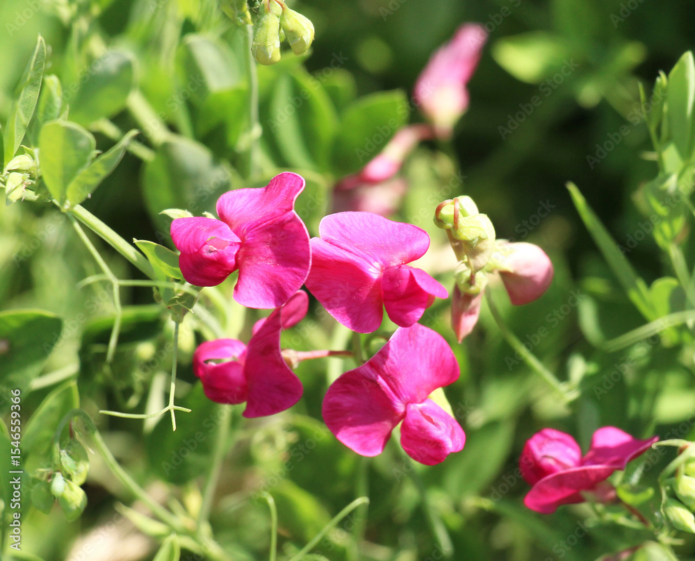 Fototapeta premium Lathyrus tuberosus grows in the field among the grasses in summer