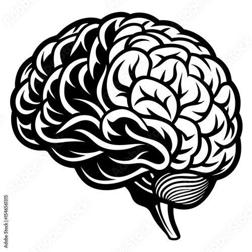 Human brain anatomy isolated on white background
