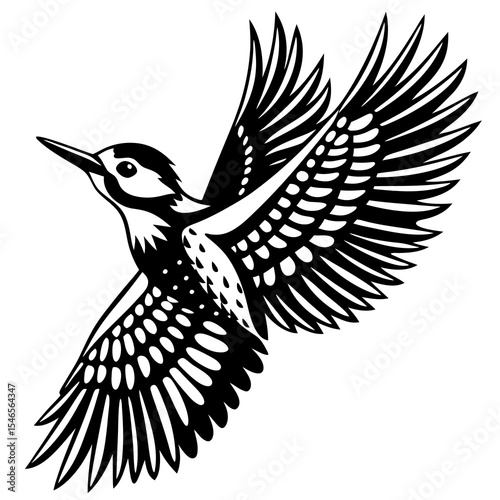 Woodpecker flies isolated on white background with wings spread