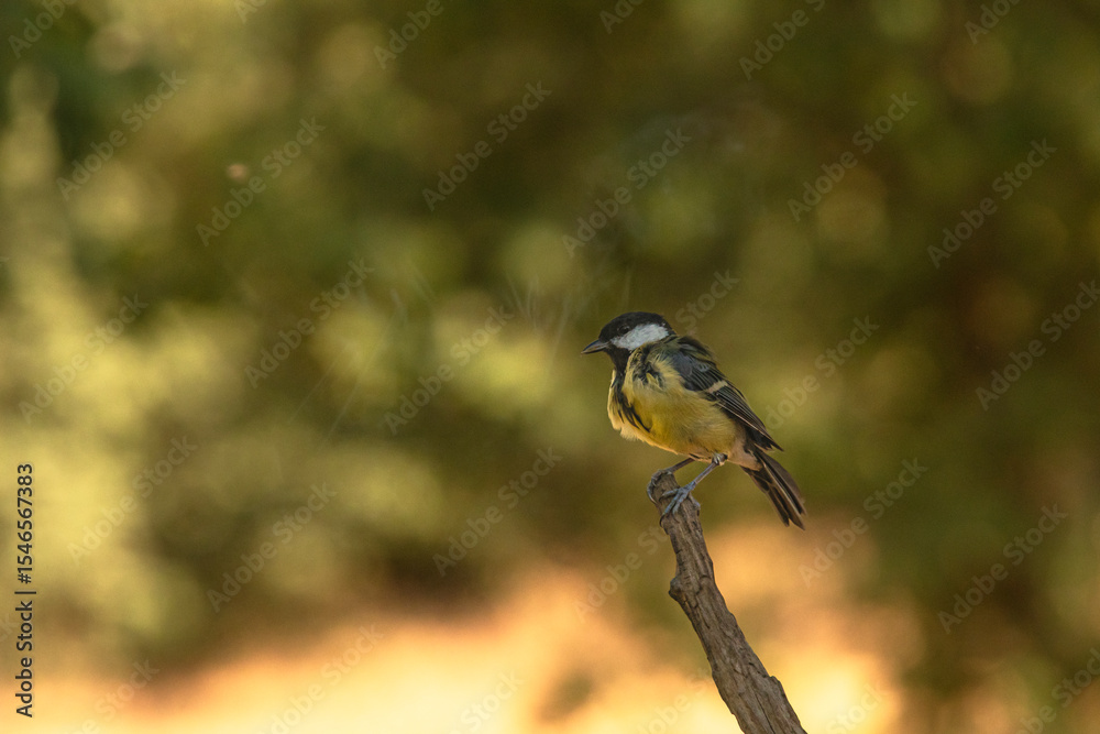 Obraz premium Great tit in a strong pose, feathers ruffled, on a branch tip.