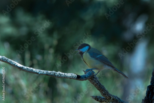 Cool-toned artistic photo of a great tit mid-call in nature.