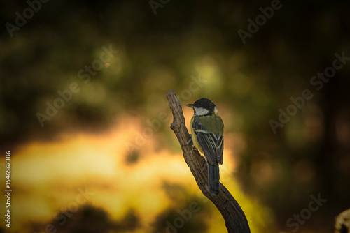 Same great tit view, edited for warm golden hues and gentle contrast.