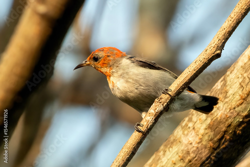 Scarlett headed flowerpecker is basking in the warm rays of the sun