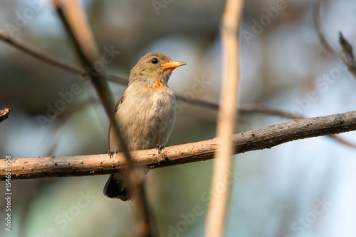 Scarlett headed flowerpecker is basking in the warm rays of the sun