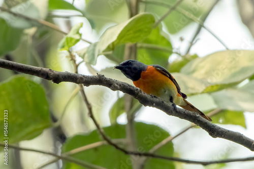 a small minivet bird is looking for insects in the dense trees