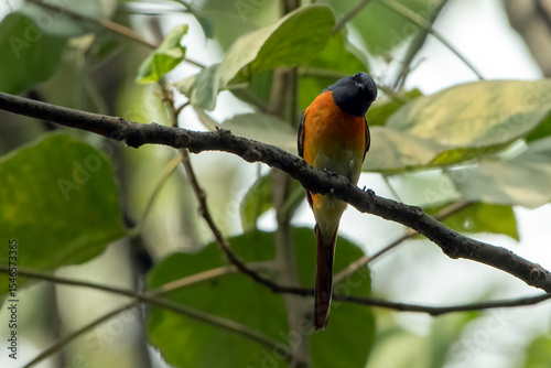 a small minivet bird is looking for insects in the dense trees
