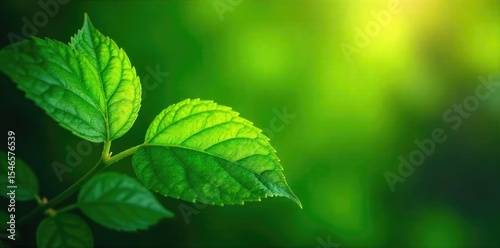 Vibrant green leaves showcase the beauty of nature's intricate details, with sunlight illuminating their textures and veins Perfect for nature, botany, and environmental themes , macro, leaf texture