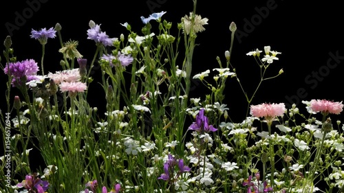 closeup of a beautiful colorful summer flower meadow isolated on transparent background with alpha channel in wind motion, texture template overlay decoration, motion design element