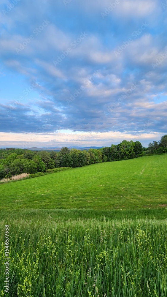 Obraz premium Wildflower field in Vermont