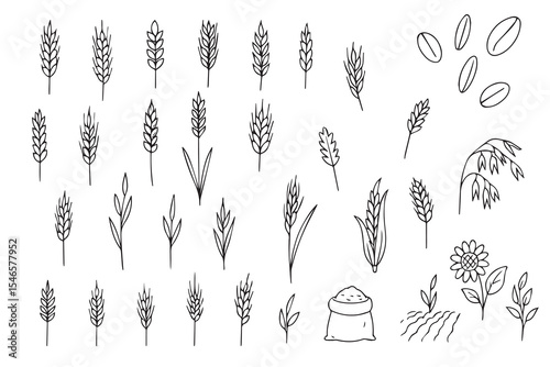 Hand-drawn black and white sketches of various grains and plants. Wheat, oat, rice, barley, corn, rye, millet, flax grain ear, nature set, line icon. Linear sketch ear and grain for agriculture