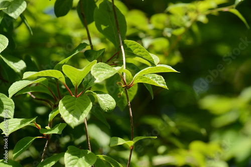 Schisandraceae Family Series Featuring Fruits, Leaves, Vines, and Growth Stages
