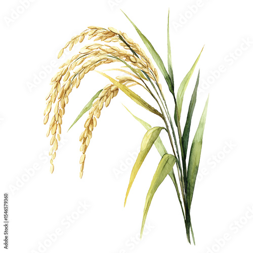 Watercolor illustration of rice plant with grains and leaves on transparent background vector png