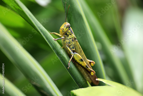 Locusts sitting on a grass in tropical field