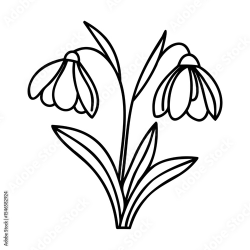 Black and White Line Drawing of Two Snowdrop Flowers