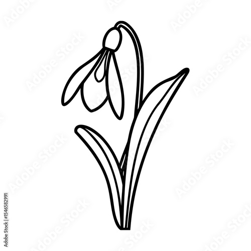 Single Line Drawing Snowdrop Flower Botanical Illustration